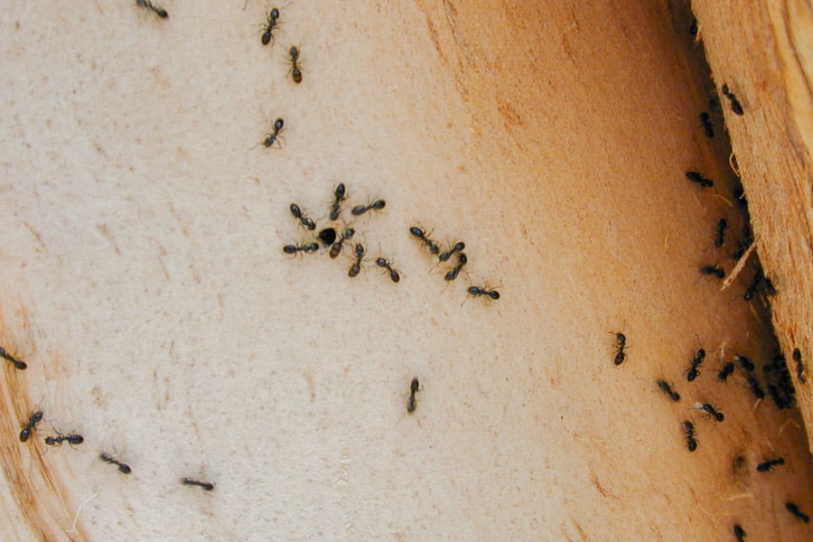 Ants Control Singapore Ants Infestations ORIGIN Exterminators